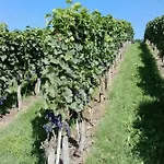 Kobl * Immenstaad am Bodensee